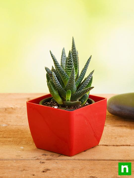 Haworthia attenuata - Succulent Plant - Image 2