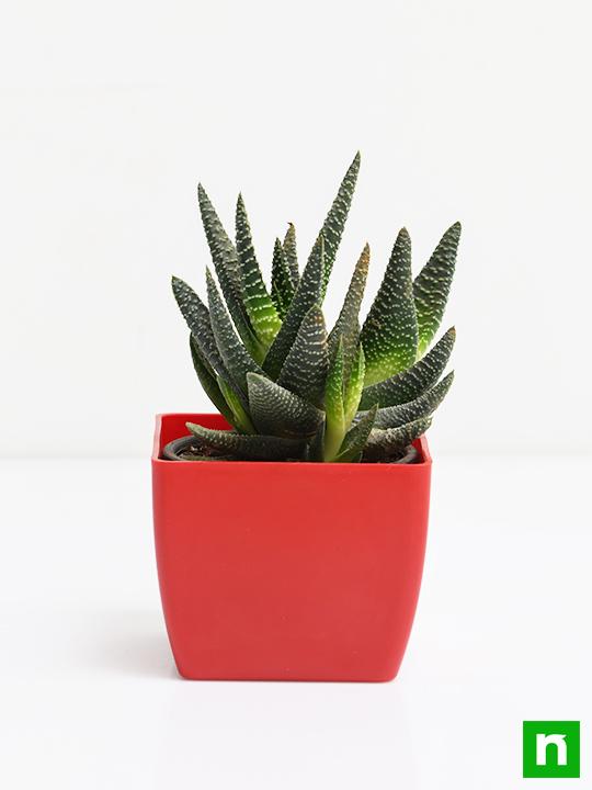 Haworthia attenuata - Succulent Plant - Image 3