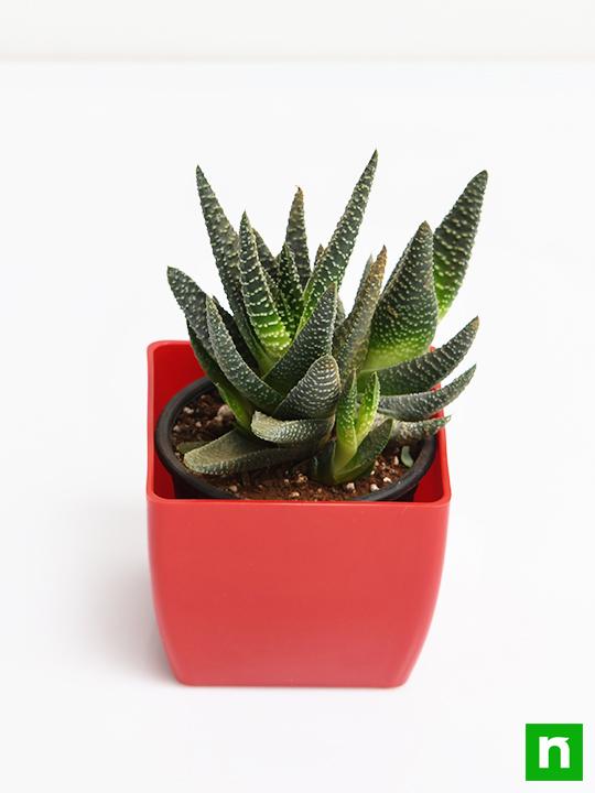 Haworthia attenuata - Succulent Plant - Image 4
