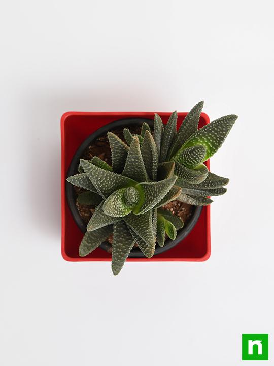 Haworthia attenuata - Succulent Plant - Image 5