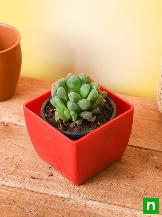 Haworthia cooperi - Succulent Plant - Image 2