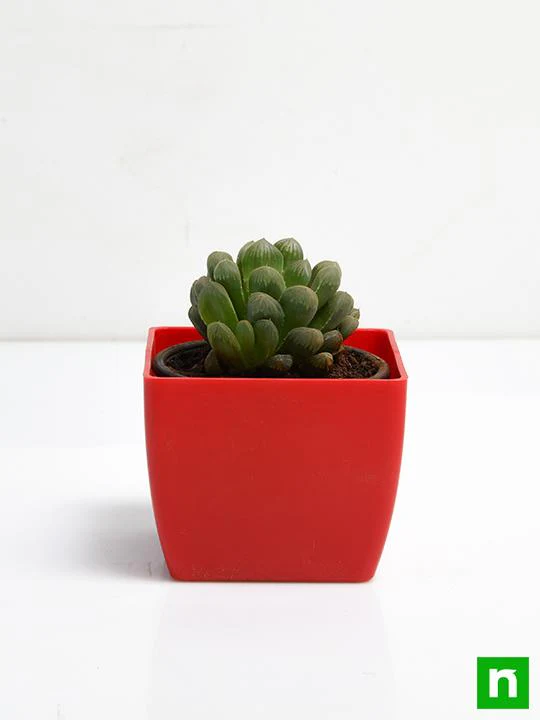 Haworthia cooperi - Succulent Plant - Image 3