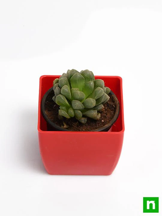 Haworthia cooperi - Succulent Plant - Image 4