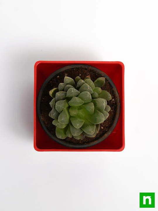 Haworthia cooperi - Succulent Plant - Image 5