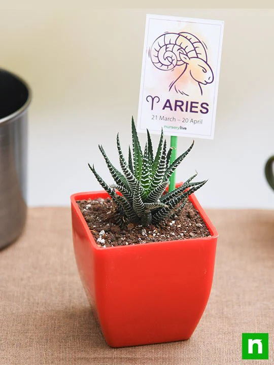Haworthia for Aries or Mesha Rashi - Plant - Image 2