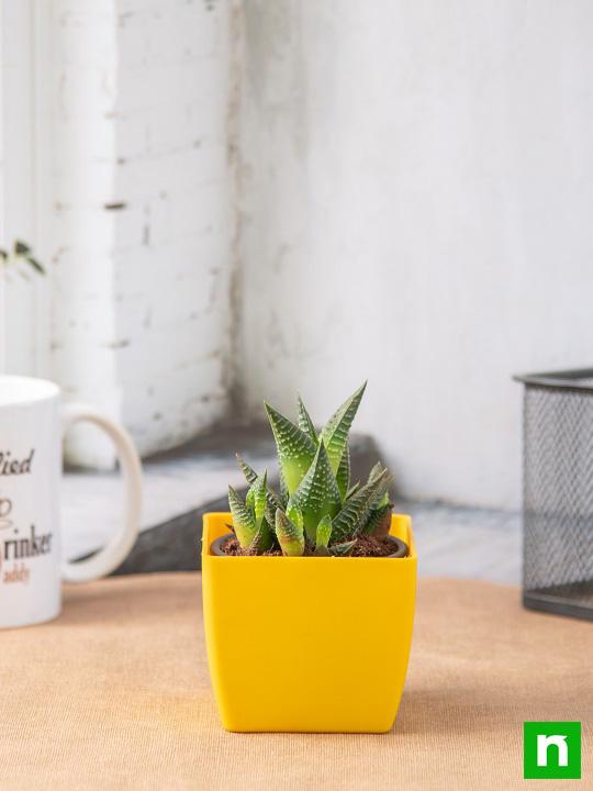 Haworthia limifolia - Succulent Plant - Image 2