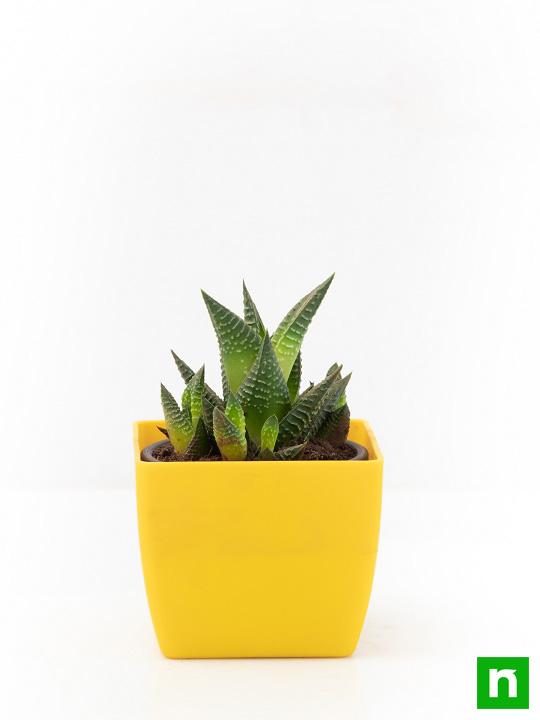 Haworthia limifolia - Succulent Plant - Image 3
