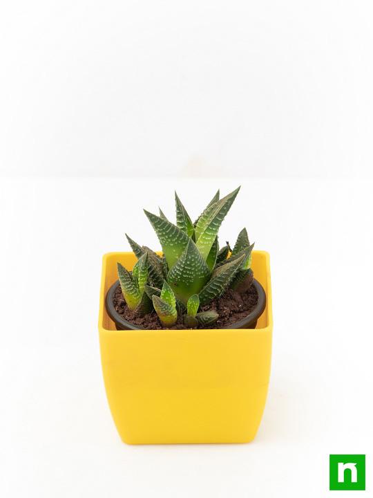 Haworthia limifolia - Succulent Plant - Image 4
