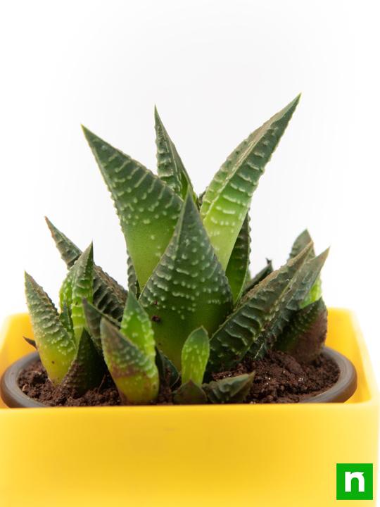 Haworthia limifolia - Succulent Plant - Image 5