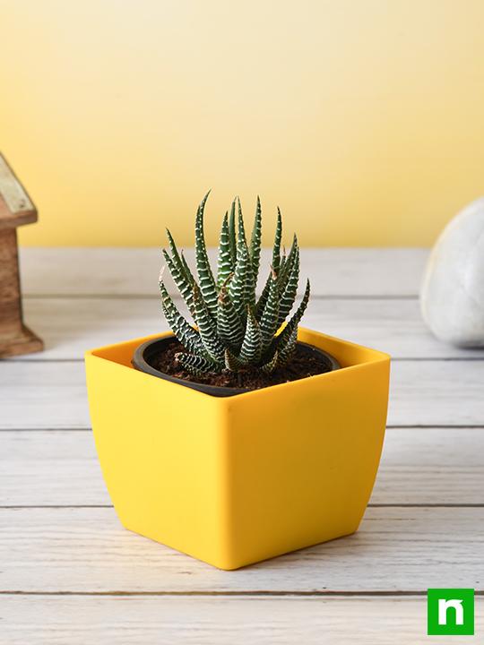 Haworthia margaritifera, Pearl Plant - Succulent Plant - Image 2
