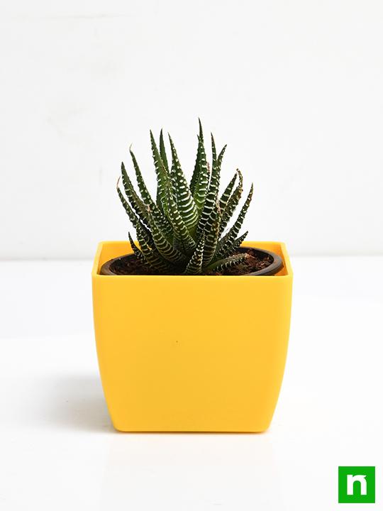 Haworthia margaritifera, Pearl Plant - Succulent Plant - Image 3