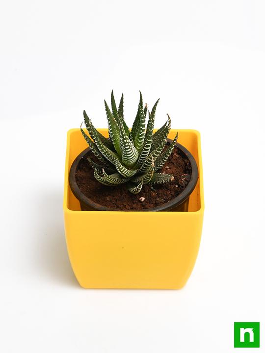 Haworthia margaritifera, Pearl Plant - Succulent Plant - Image 4