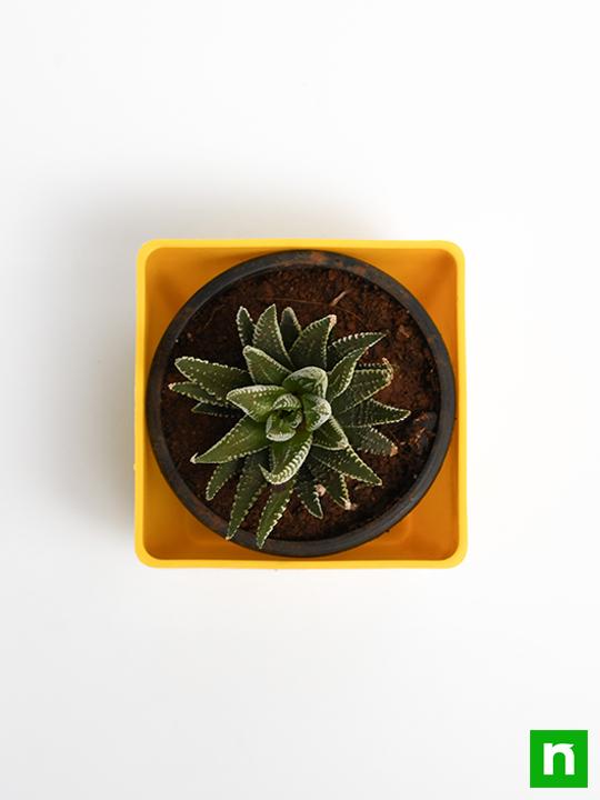 Haworthia margaritifera, Pearl Plant - Succulent Plant - Image 5