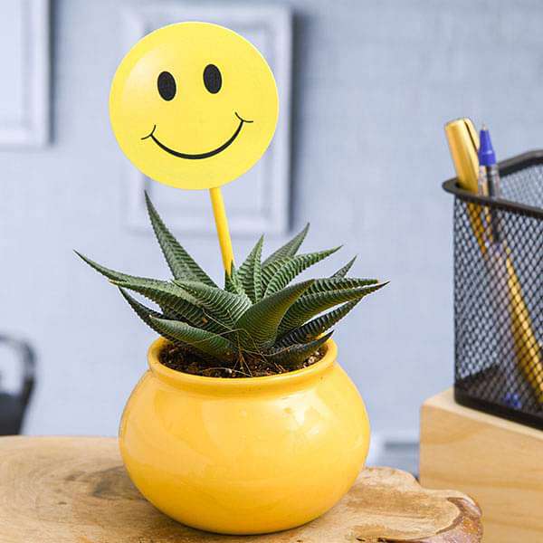 Haworthia Plant in Ceramic Handi with Smiley Flag
