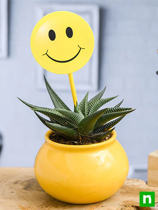 Haworthia Plant in Ceramic Handi with Smiley Flag - Image 2