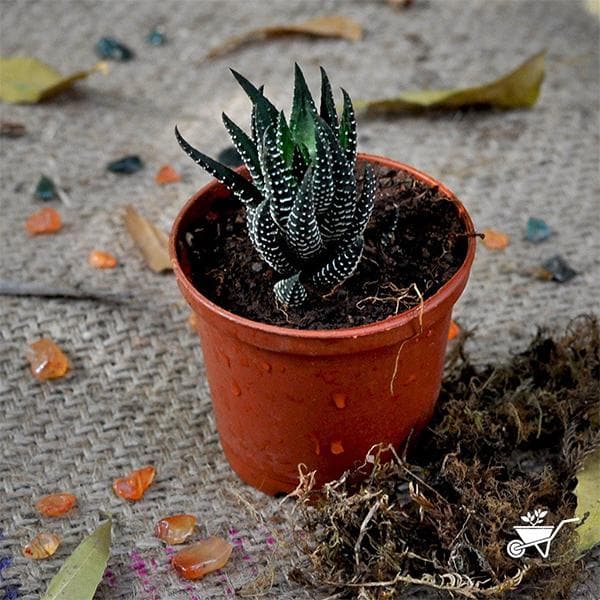 Haworthia reinwardtii, Zebra Wart - Succulent Plant - Image 2