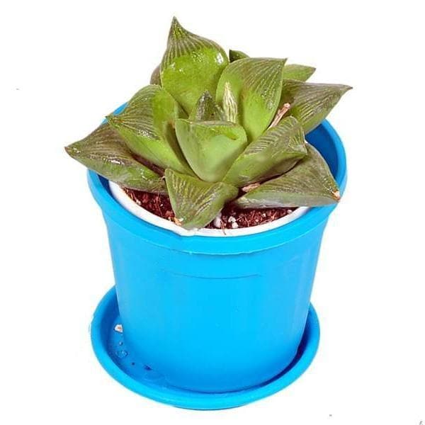 Haworthia retusa, Star Cactus - Succulent Plant