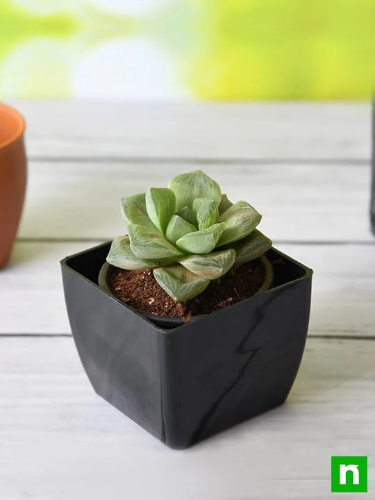 Haworthia truncata Green Rose - Succulent Plant - Image 2