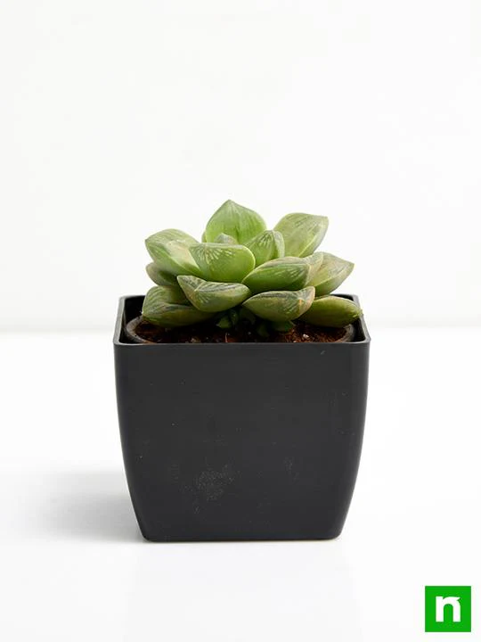 Haworthia truncata Green Rose - Succulent Plant - Image 3
