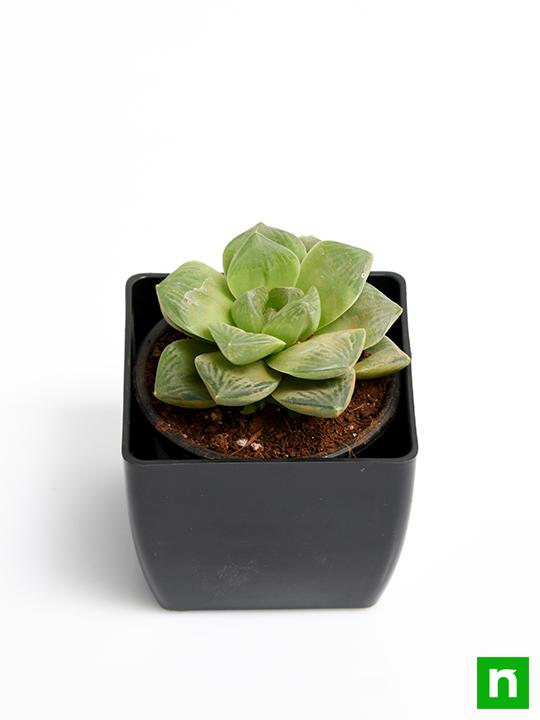 Haworthia truncata Green Rose - Succulent Plant - Image 4