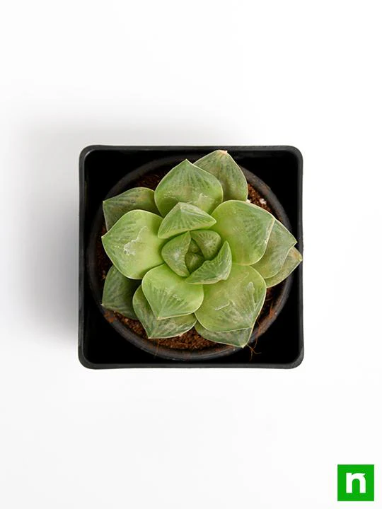 Haworthia truncata Green Rose - Succulent Plant - Image 5