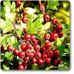 Hawthorn - Plant