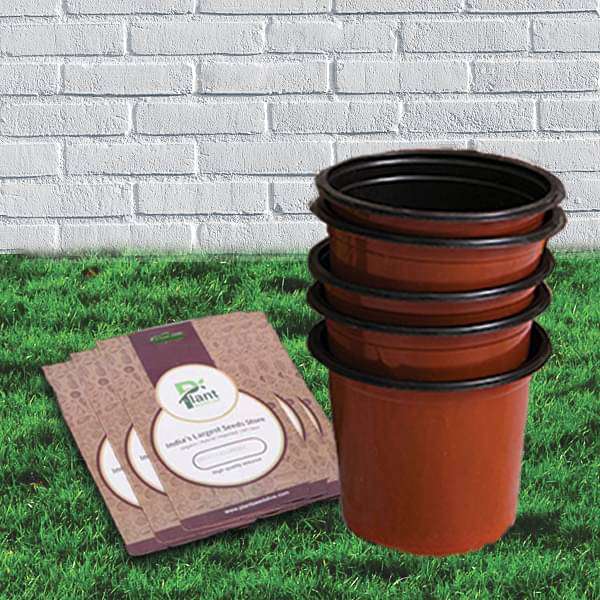 Healthy Vegetable Grown at Home (Seeds with Pots) - Kitchen Garden Pack - Image 2