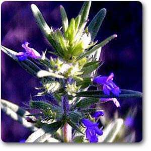 Hedeoma pulegiodies - Plant