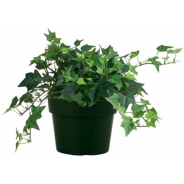 Hedera Helix, English Ivy - Plant
