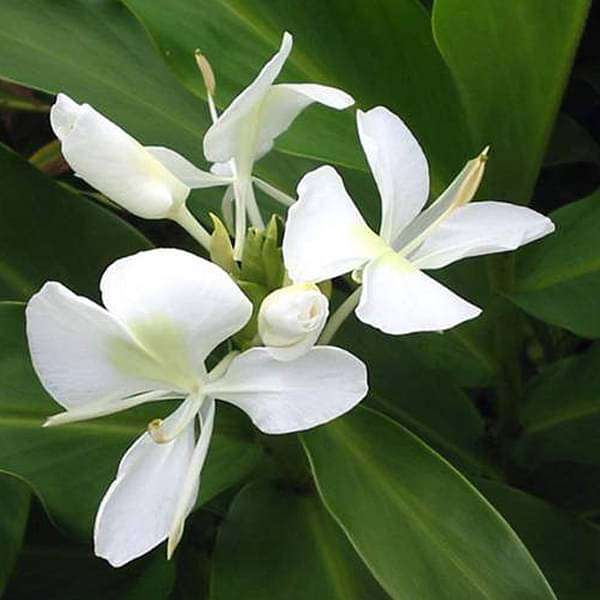 Hedychium (White) - Bulbs (set of 5)