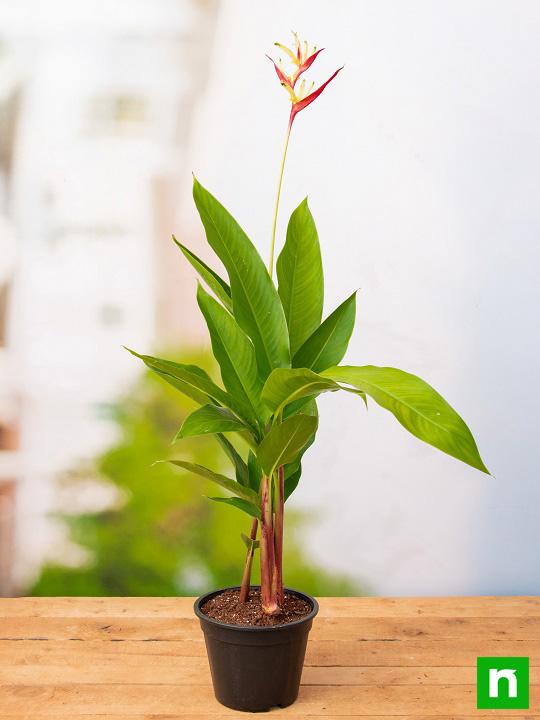 Heliconia Psittacorum, Heliconia Lady Diana (Orange) - Plant - Image 2