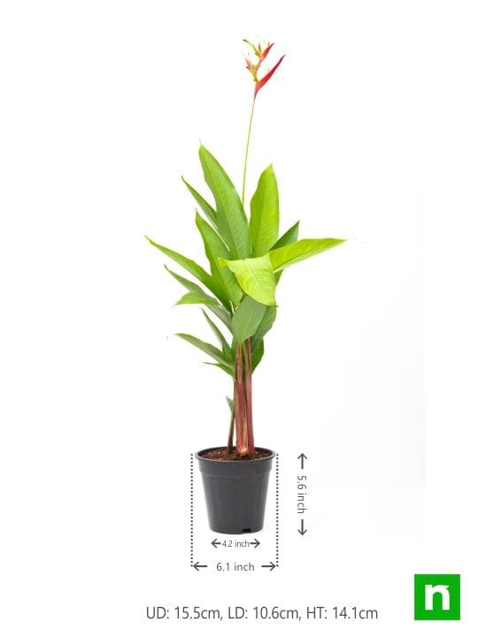 Heliconia Psittacorum, Heliconia Lady Diana (Orange) - Plant - Image 3