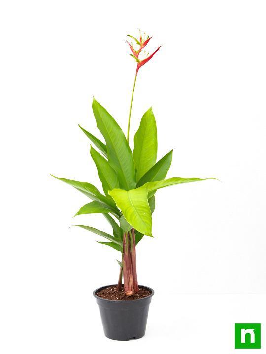 Heliconia Psittacorum, Heliconia Lady Diana (Orange) - Plant - Image 4