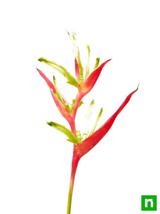 Heliconia Psittacorum, Heliconia Lady Diana (Orange) - Plant - Image 5