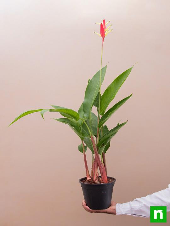 Heliconia Psittacorum, Heliconia Lady Diana (Orange) - Plant - Image 6