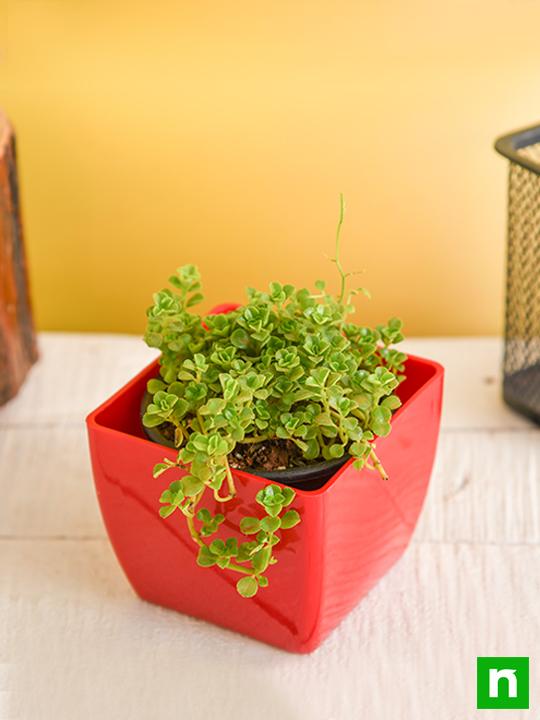 Helxine soleirolii, Baby Tears - Succulent Plant - Image 2