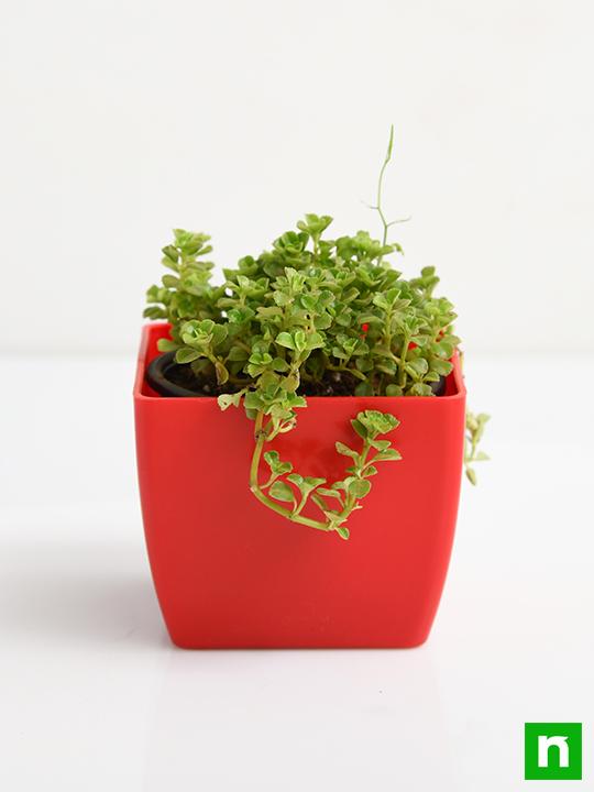 Helxine soleirolii, Baby Tears - Succulent Plant - Image 3