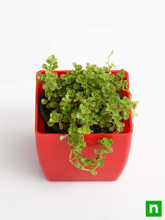 Helxine soleirolii, Baby Tears - Succulent Plant - Image 4