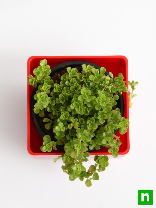 Helxine soleirolii, Baby Tears - Succulent Plant - Image 5