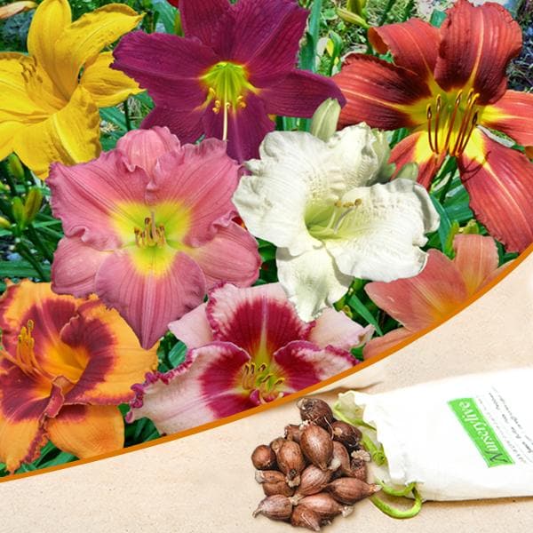 Hemerocallis, Day Lily Hybrid (Random Color) - Bulbs (set of 5)