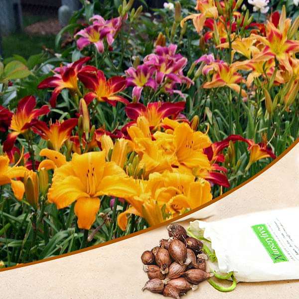 Hemerocallis, Day Lily (Random Color) - Bulbs (set of 10)