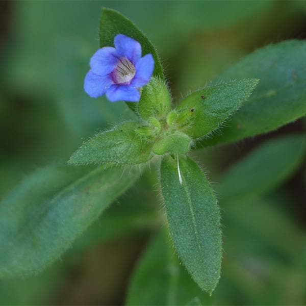 Hemigraphis Latebrosa, Ruellia Labetrosa - Plant