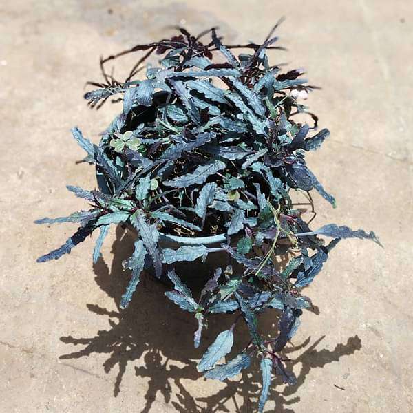 Hemigraphis repanda (Brown) - Plant