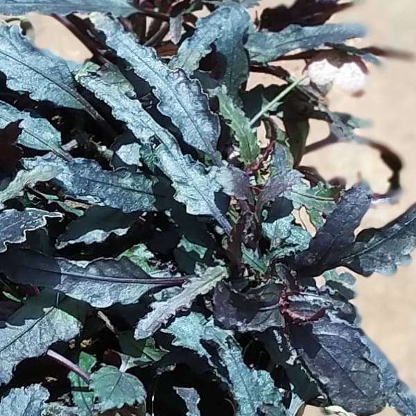Hemigraphis repanda (Brown) - Plant - Image 2
