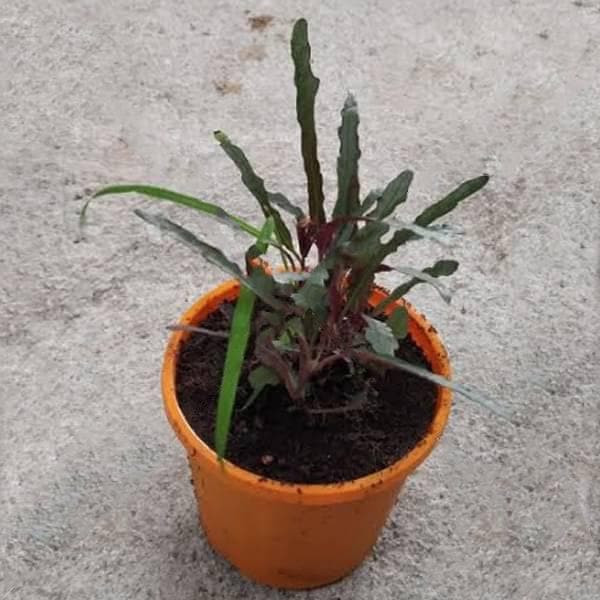 Hemigraphis repanda (Green, Magenta) - Plant