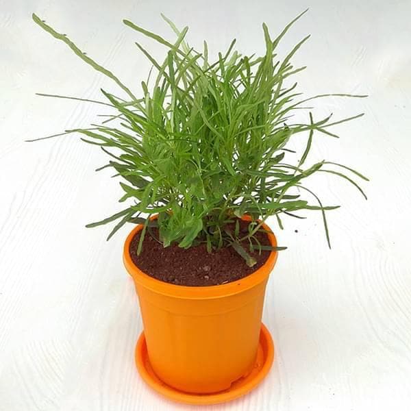 Hemigraphis repanda (Green) - Plant