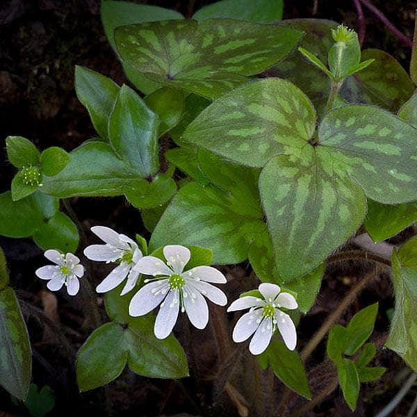 Liverleaf, Hepatica Acutiloba - Plant