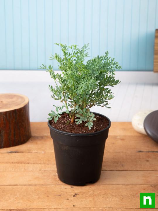 Herb-of-grace, Ruta Graveolens, Satap - Plant - Image 2
