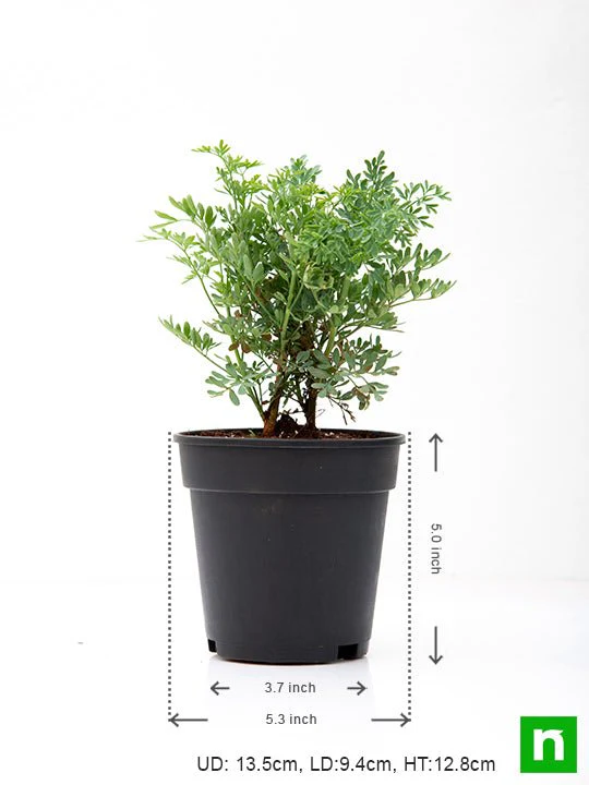 Herb-of-grace, Ruta Graveolens, Satap - Plant - Image 3