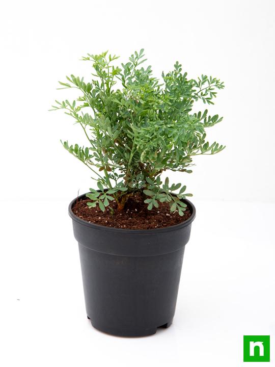 Herb-of-grace, Ruta Graveolens, Satap - Plant - Image 4